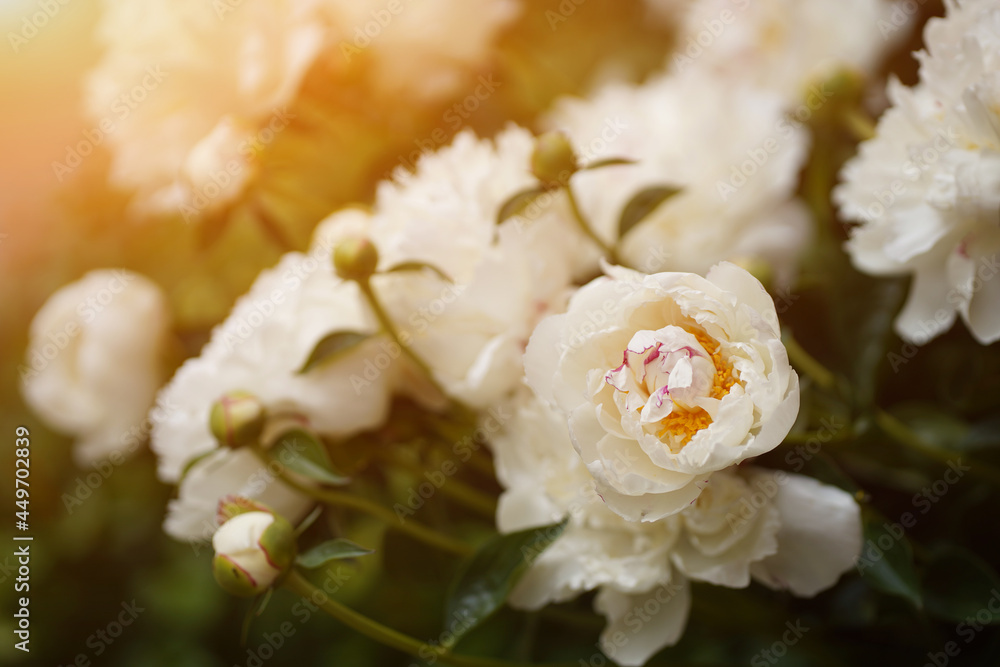 Close-up of a white peony on a background of green leaves blooming in a garden with sunlight. High quality photo Close-up of a white peony on a background of green leaves blooming in a garden with sunlight. High quality photo