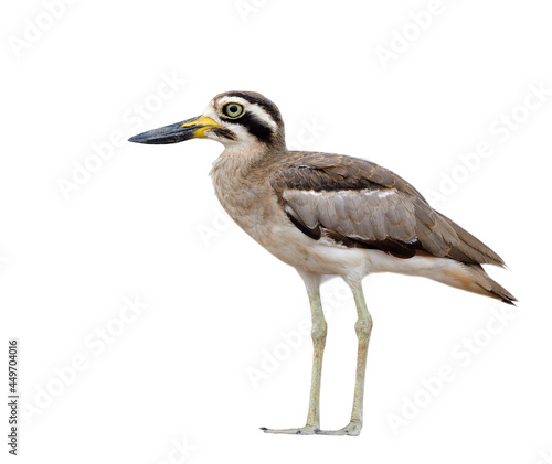 Great thick-knee or stone curlew (Esacus recurvirostris) ugly brown with big eyes and large bills wader bird