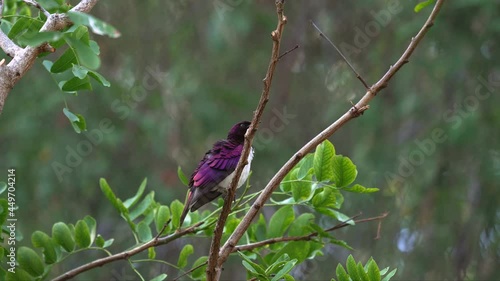 This video shows a colorful Violet-Backed Starling (Cinnyricinclus leucogaster) bird perched on a branch, cleaning itself amongst the treetop foliage. photo