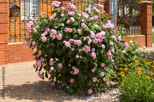 Beautiful bush of blooming pink rose in the garden at home on a summer day.