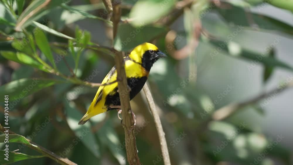 This video showcases a yellow-crowned bishop (Euplectes afer) bird hopping around and singing in the treetops. This video showcases a yellow-crowned bishop (Euplectes afer) bird hopping around and singing in the treetops.