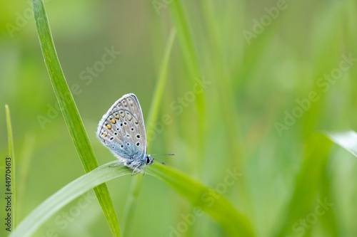 Male common blue butterfly (Polyommatus icarus) on a blade of grass.