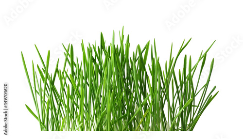 Fresh green grass isolated ...