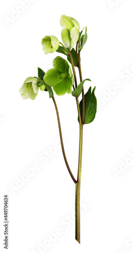 Green hellebore flowers, buds and leaves isolated