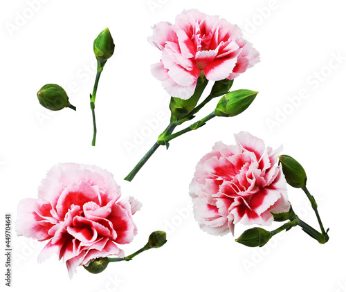 Set of red and white carnation flowers isolated