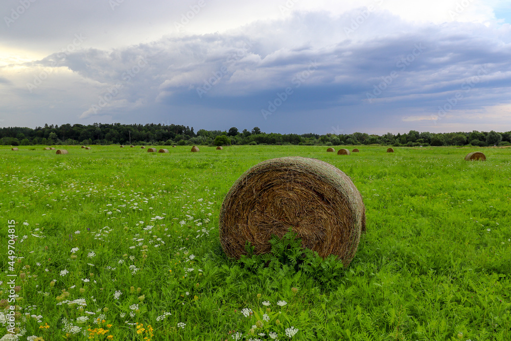 Round bales of hay on a field in the evening before a thunderstorm and rain, close up 