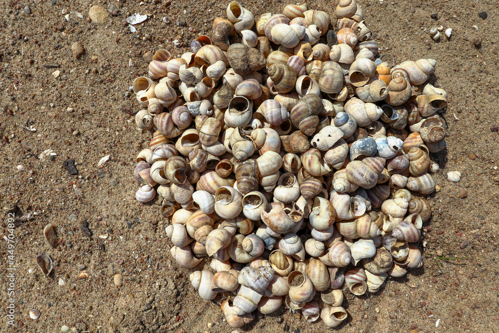 Freshwater snails Viviparus viviparus. Many empty seashells on the sand close up