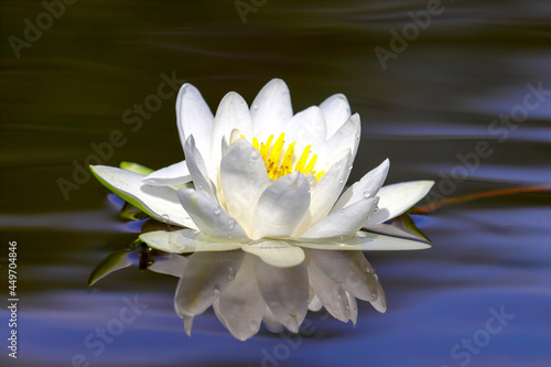 European white water lily in lake water close up