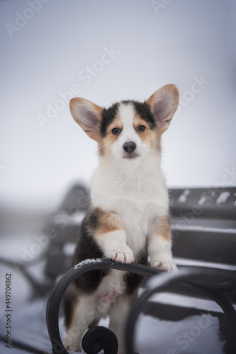 A cute tricolor welsh corgi puppy standing on the forged armrest of a wooden bench against the backdrop of a frosty winter landscape