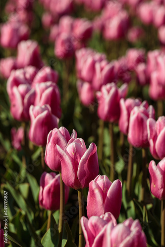 Spring background with pink tulips flowers. beautiful blossom tulips field. spring time. banner, copy space