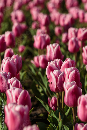 Spring background with pink tulips flowers. beautiful blossom tulips field. spring time. banner, copy space