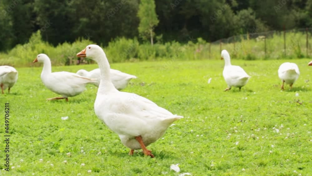 group of white geese,farm birds walking on the lawn, nibbling grass, goose fodder group of white geese,farm birds walking on the lawn, nibbling grass, goose fodder