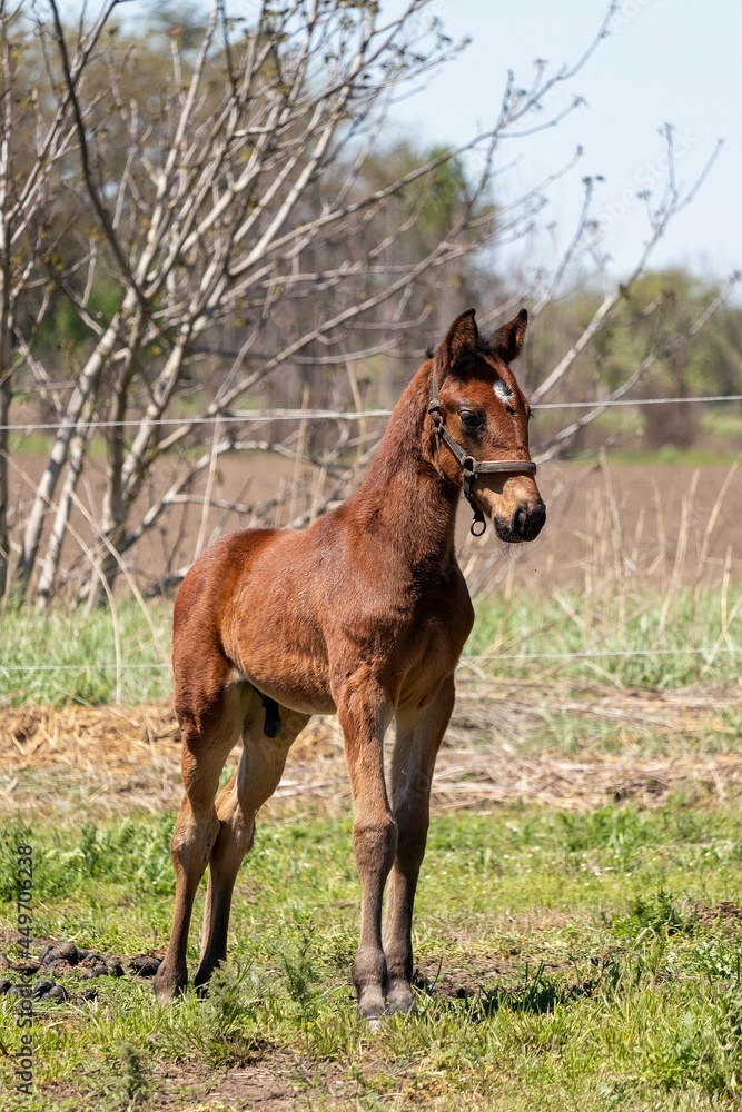 Foal alone on a summer walk in the field Foal alone on a summer walk in the field