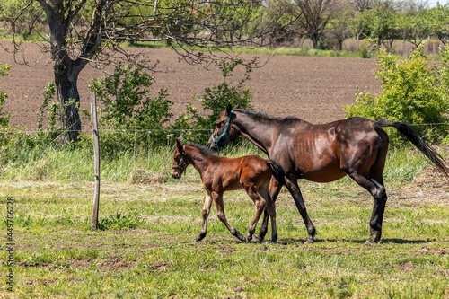 Horse and foal are walking along the fence in the grazing © ok_fotoday