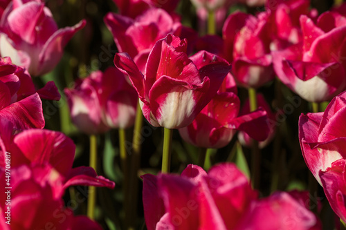 Spring background with pink tulips flowers. beautiful blossom tulips field. spring time. banner  copy space