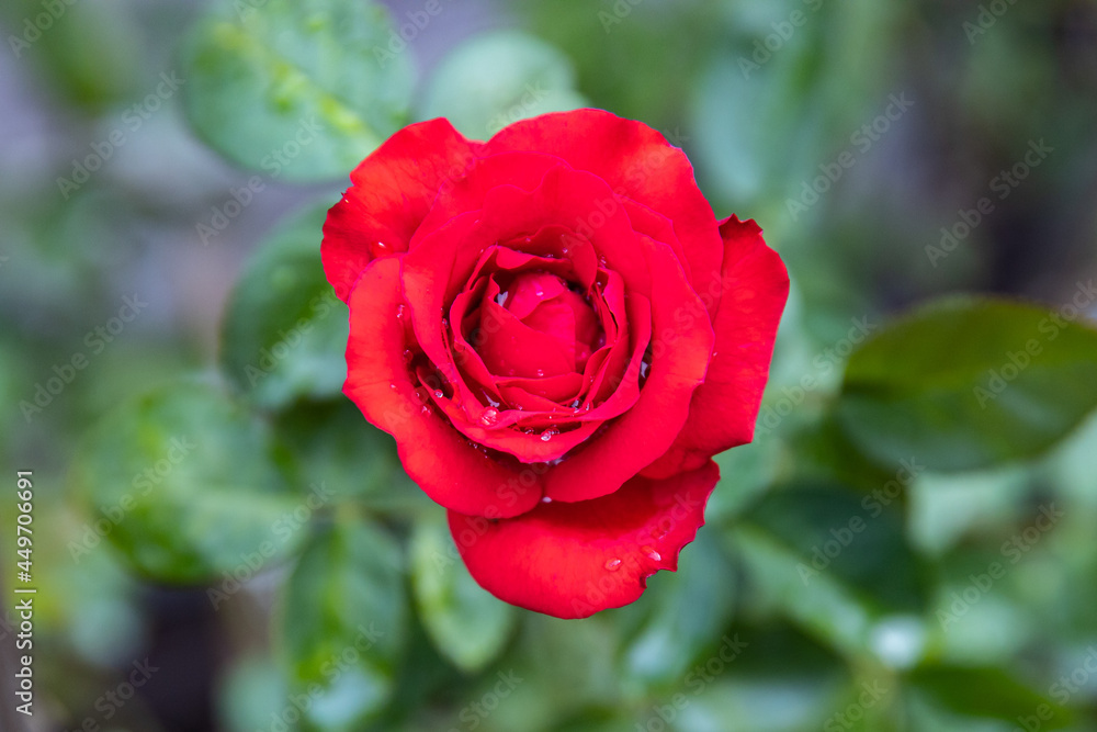 Red Roses on a bush in a garden. Thailand Red Roses on a bush in a garden. Thailand