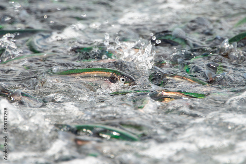 Small fresh female capelin fish or capelin smelt with green and silver bodies lay on a rocky beach. Shishamo,Mallotus Villosus, are little egg producing fish meal that has jumped onto a beach to spawn photo