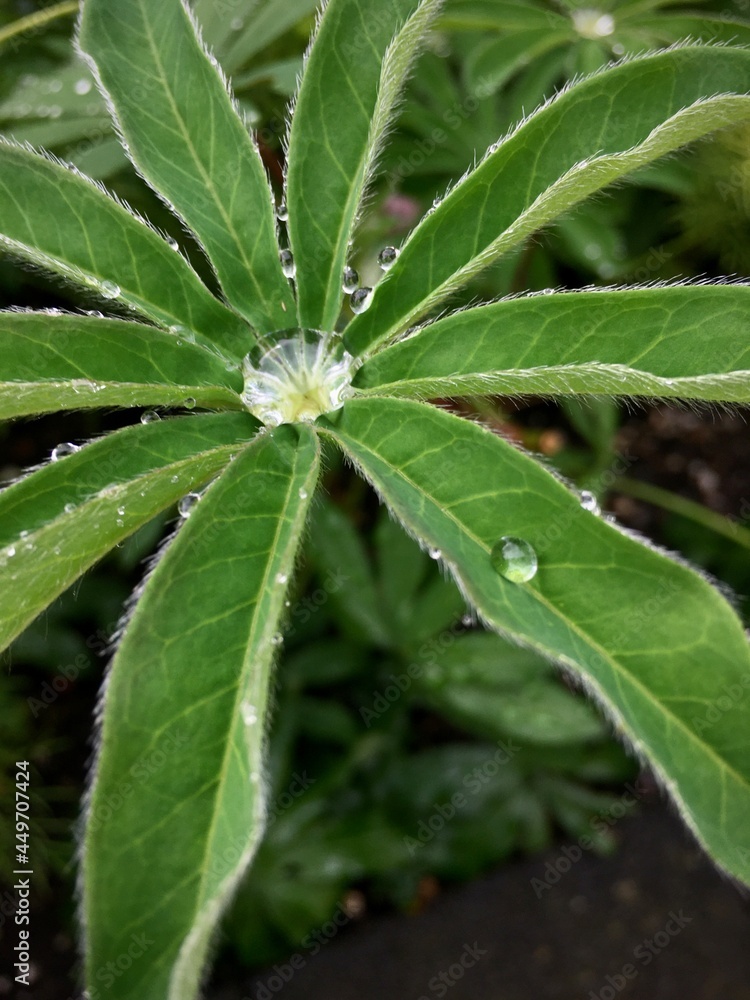 Wassertropfen auf dem Blatt der Lupinen Wassertropfen auf dem Blatt der Lupinen