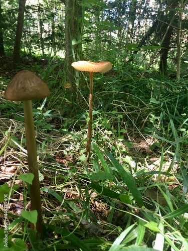 Lange schirmpilze wachsen aus dem waldboden 