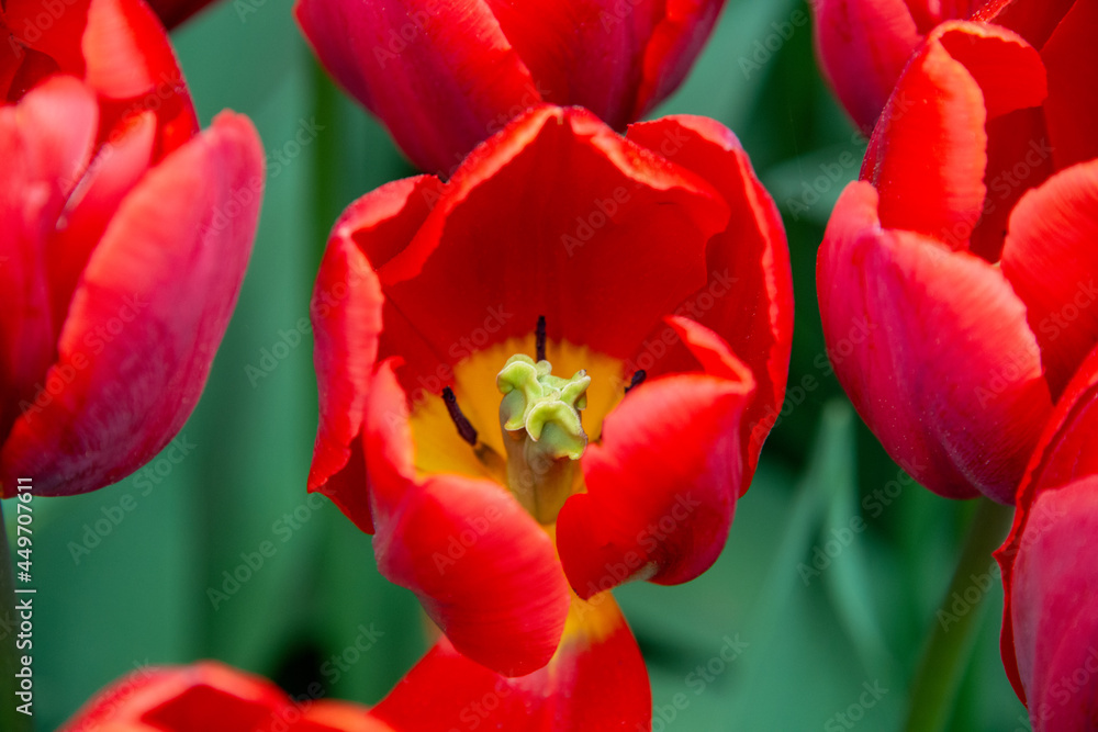 A macro of a large red tulip growing among a garden of red flowers with vibrant green leaves and stems.  The center of the tulip is wide open and has a vibrant yellow stigma with black pistils. 