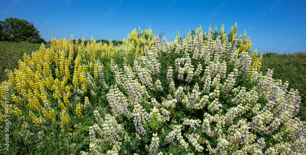 Wild Lupins at the Suffolk Coast Wild Lupins at the Suffolk Coast