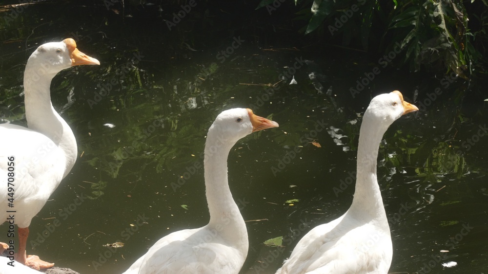 Three beautiful white geese with beautiful bright beaks are standing in a row by the river. The animals are lined up at the watering hole and bask in the sun. A well-coordinated team of geese Three beautiful white geese with beautiful bright beaks are standing in a row by the river. The animals are lined up at the watering hole and bask in the sun. A well-coordinated team of geese