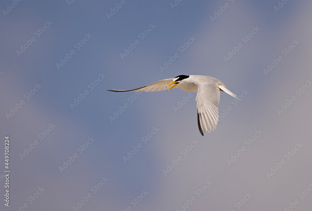 Least Terns with babies feeding their family and flying around at the Outer Banks in North Carolina Least Terns with babies feeding their family and flying around at the Outer Banks in North Carolina