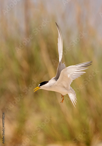 Least Terns with babies feeding their family and flying around at the Outer Banks in North Carolina