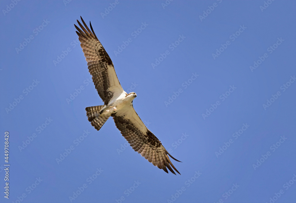 Osprey in flight with a fish in his talons