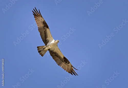 Osprey in flight with a fish in his talons