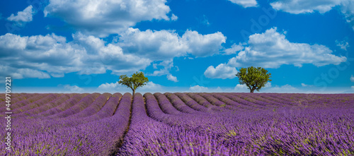 Nature landscape view. Wonderful scenery, amazing summer landscape of blooming lavender flowers, peaceful sunny scenic, agriculture. Beautiful nature inspiration background. France Provence, Valensole