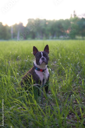 A young male Boston Terrier sitting on in the grass.