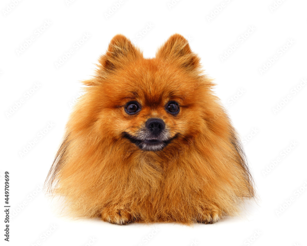One brown little dog. One brown little dog.