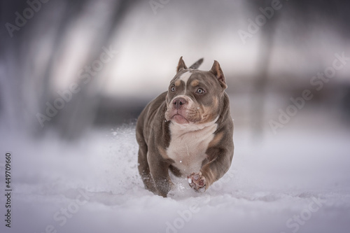 A powerful purple American Bully puppy running through deep snowdrifts against the backdrop of a frosty winter landscape photo