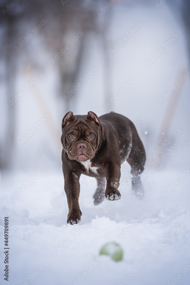 A powerful American Bully chocolate puppy running after a green ball through deep snowdrifts against the backdrop of a frosty winter landscape A powerful American Bully chocolate puppy running after a green ball through deep snowdrifts against the backdrop of a frosty winter landscape