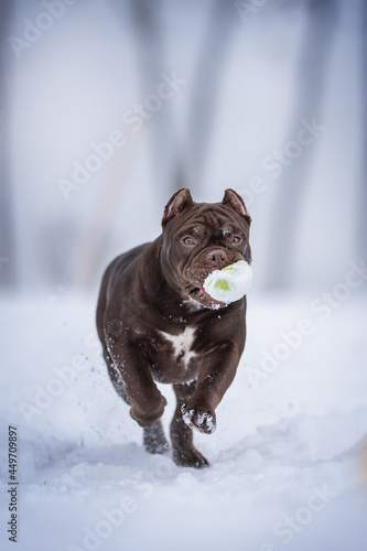 A powerful American Bully chocolate puppy with a toy in his teeth running through deep snowdrifts against the backdrop of a frosty winter landscape photo