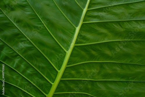 Close up of striped of green tropical palm leaf