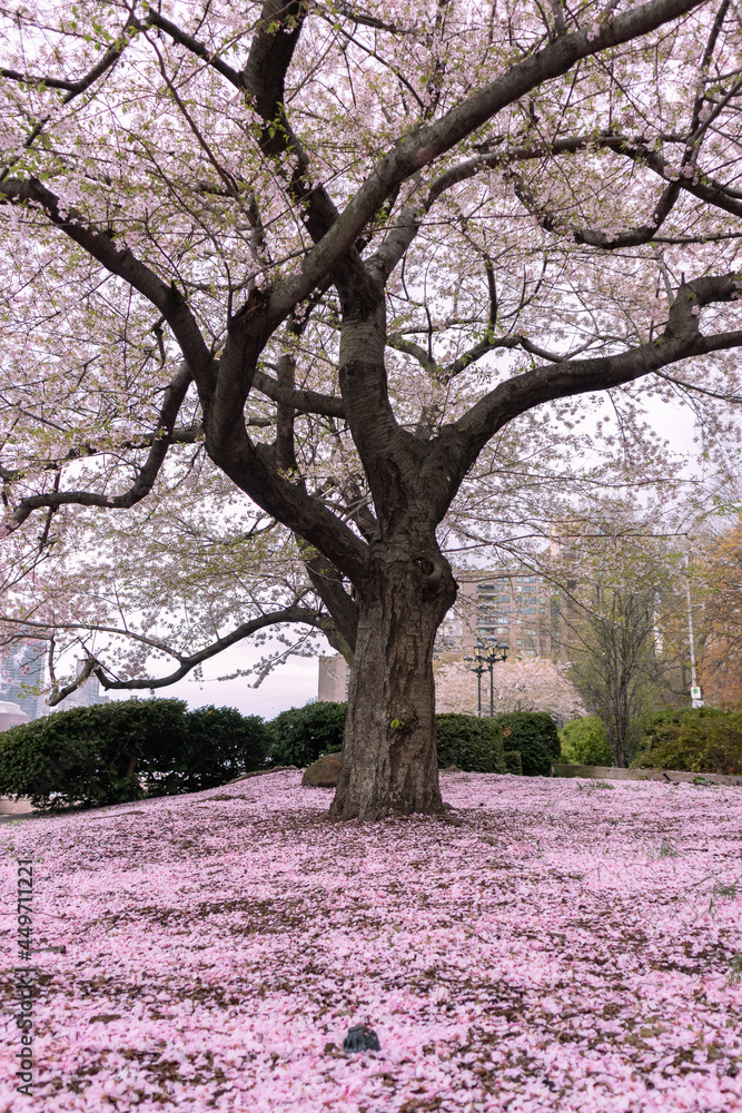 Blooming Pink Cherry Blossom Tree with Flower Petals on the Ground at Roosevelt Island in New York City during Spring