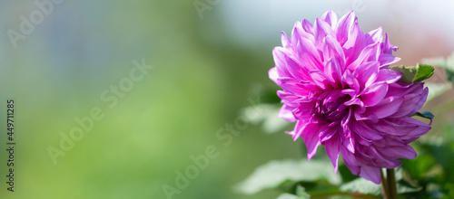 Summer flowers. Pink dahlia flower in a garden