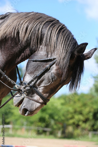 Side view head shot close up of a gray colored horse © acceptfoto