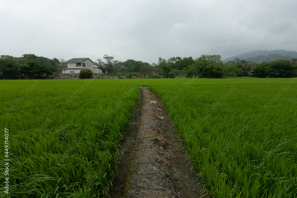 Green path in the field