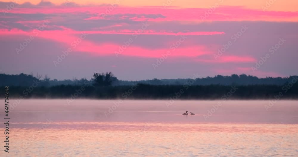 custom made wallpaper toronto digitalWaterfowl birds in their habitat at river. Nature background with ducks in pond. Sunrise over lake and beautiful landscape. Black birds swimming in water in early morning on calm river with fog