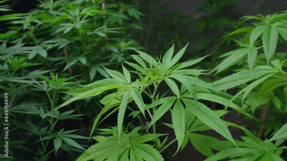 Cannabis plant growing on a hemp farm, medical and biology concept Cannabis plant growing on a hemp farm, medical and biology concept