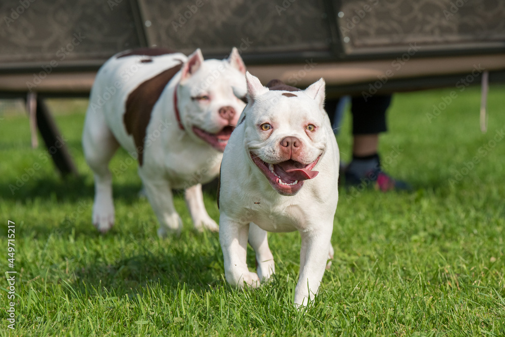 Two American Bully puppies dogs are playing