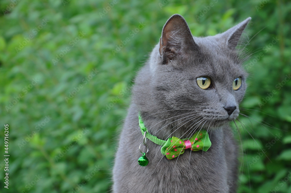 portrait of a cat, Outdoor beautiful grey cat with a green bow on neck 