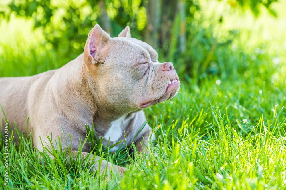 Profile of Lilac color American Bully dog outside