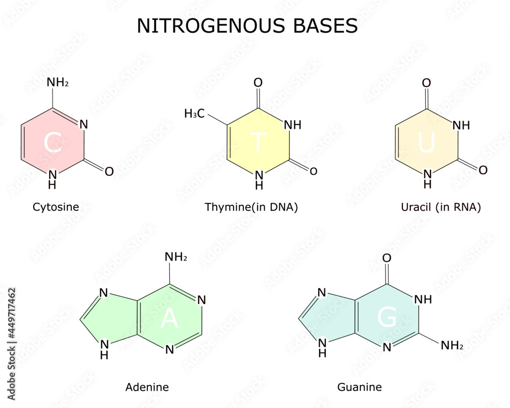 pyrimidine-base