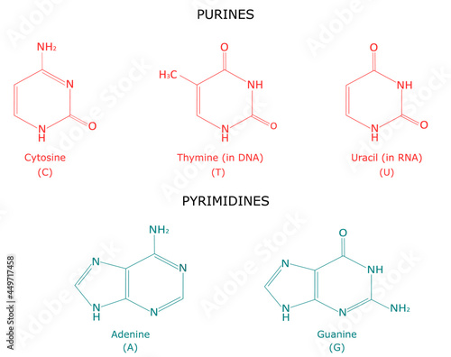A chemical strutture of purine and pyrimidine nitrogenous bases, adenine, guanine, cytosine, thymine and uracil. Vector illustration for educational, medical, biological use