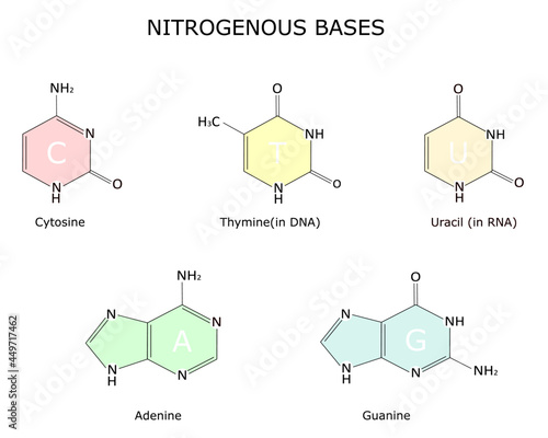A chemical strutture of purine and pyrimidine nitrogenous bases, adenine, guanine, cytosine, thymine and uracil. Vector illustration for educational, medical, biological use