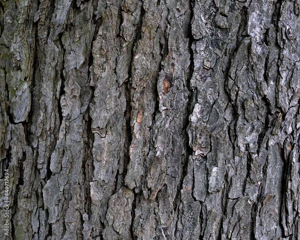 Wallpapers, backgrounds, textures depicting tree bark, wood and wooden products. Pictures were taken in Podlasie, Masovia and Masuria in Poland in 2021. Wallpapers, backgrounds, textures depicting tree bark, wood and wooden products. Pictures were taken in Podlasie, Masovia and Masuria in Poland in 2021.